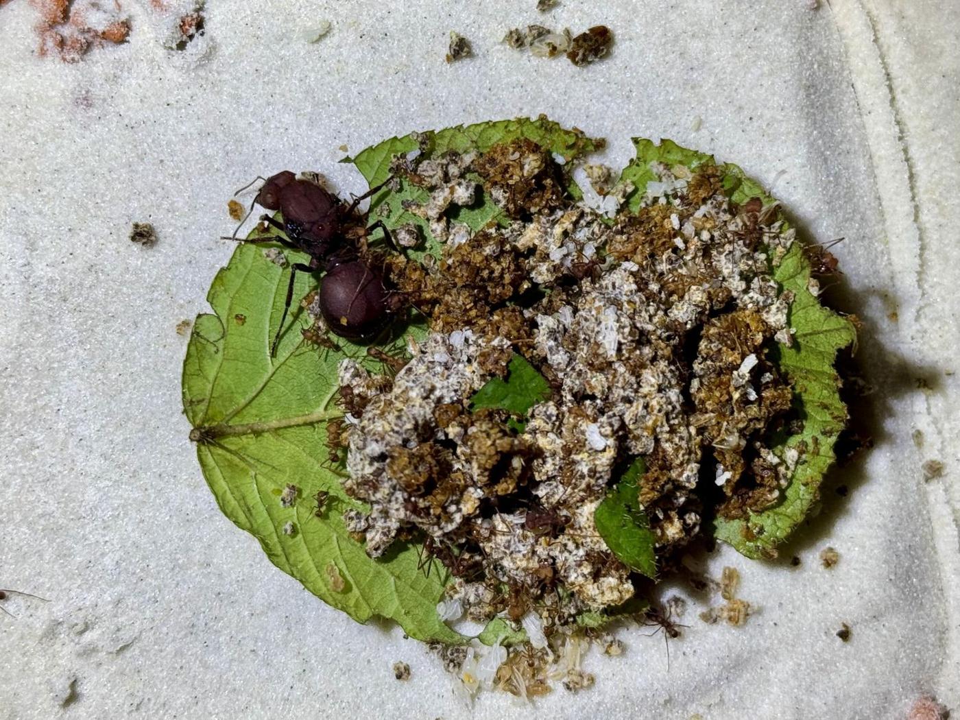 Königin von Atta laevigata auf einem Blatt