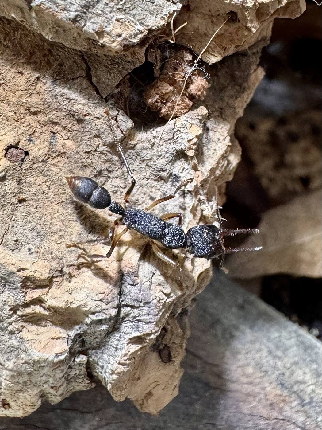 Harpegnathos venator auf Rinde