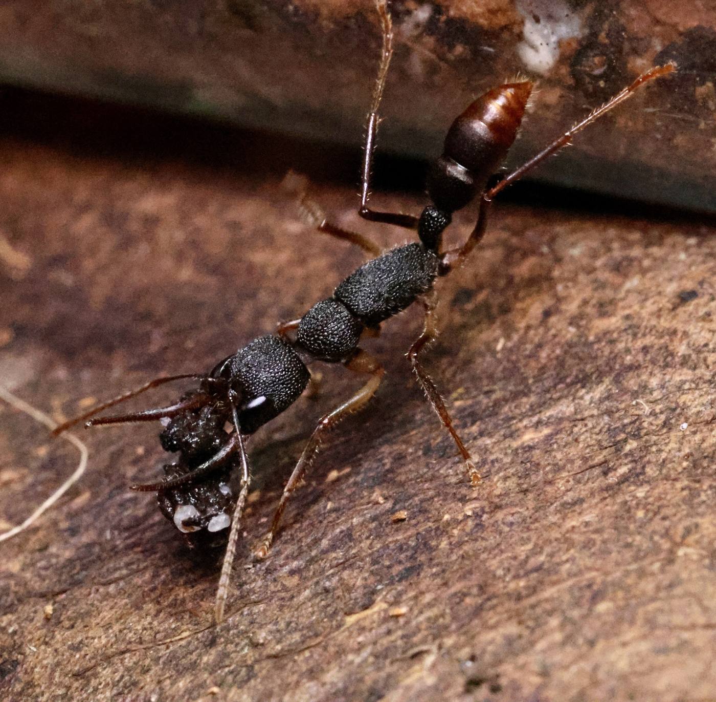 Harpegnathos venator mit Beute auf Holz
