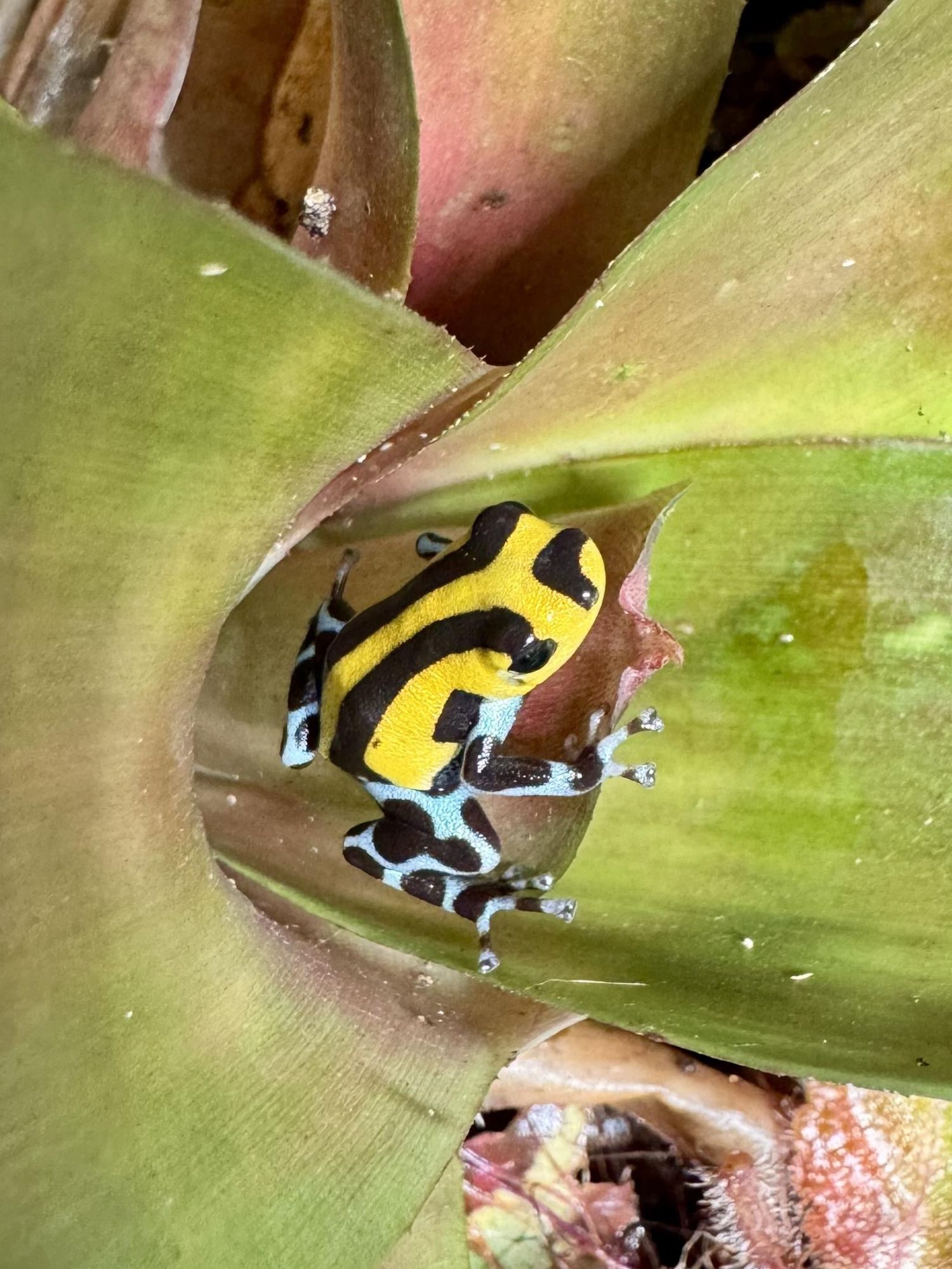 Pfeilgiftfrosch Ranitomeya sirensis "highland" auf einer Bromelie