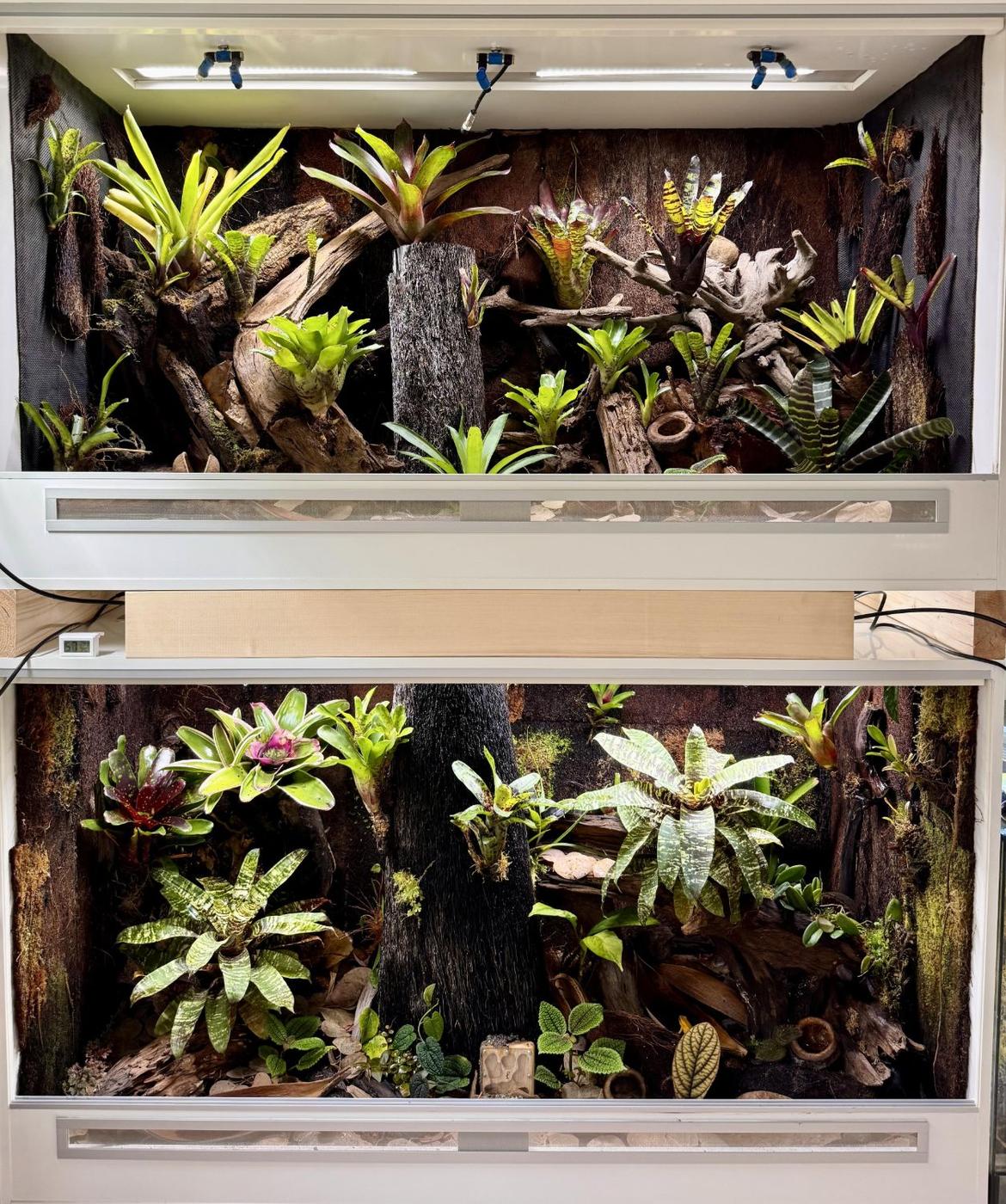 Naturnah bepflanzte Pfeilgiftfrosch-Terrarien