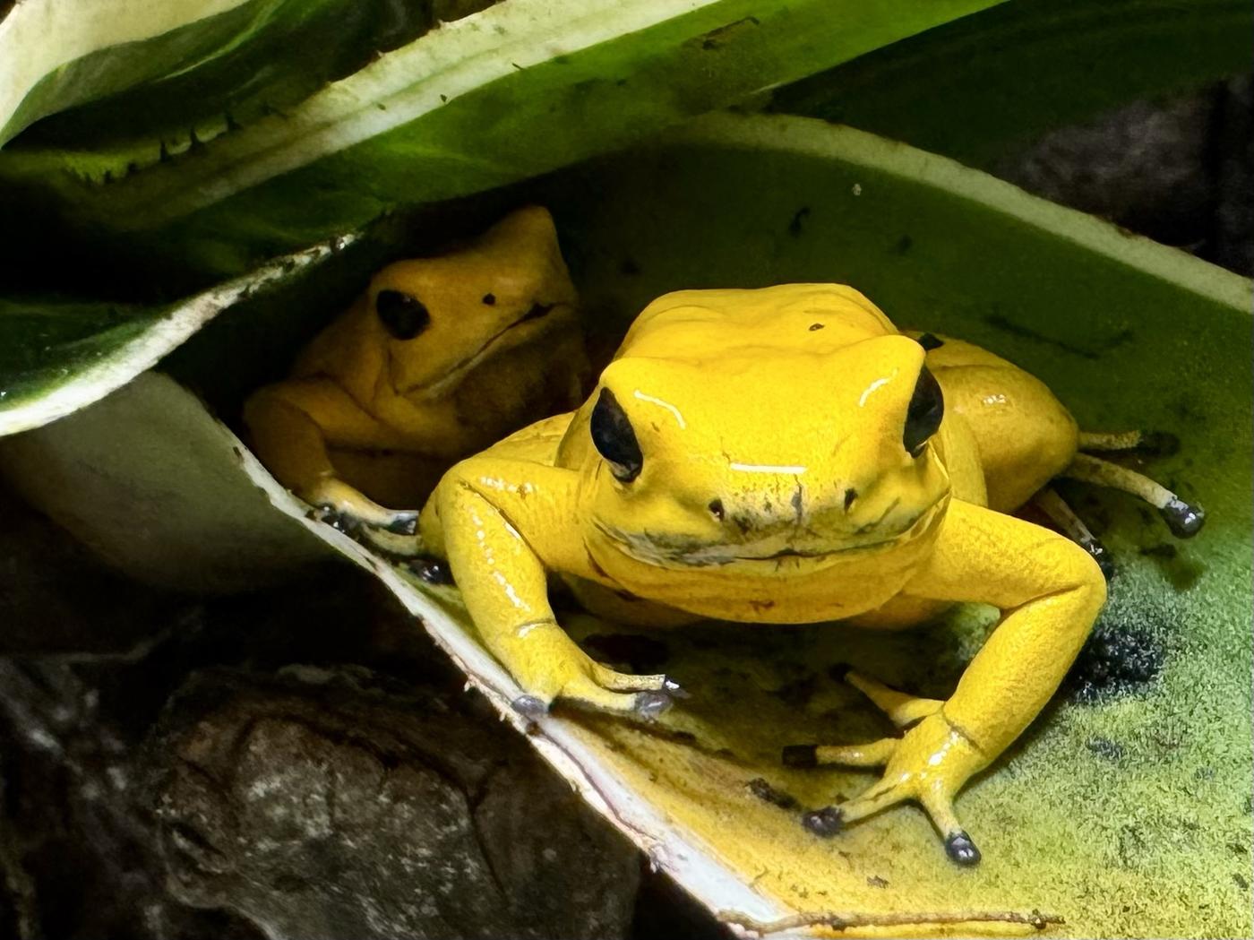 Pfeilgiftfrosch Phyllobates terribilis unter einem Blatt