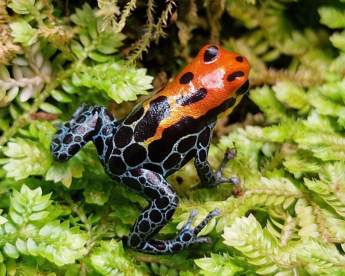 Pfeilgiftfrosch Ranitomeya amazonica "Arena Blanca" auf Moos