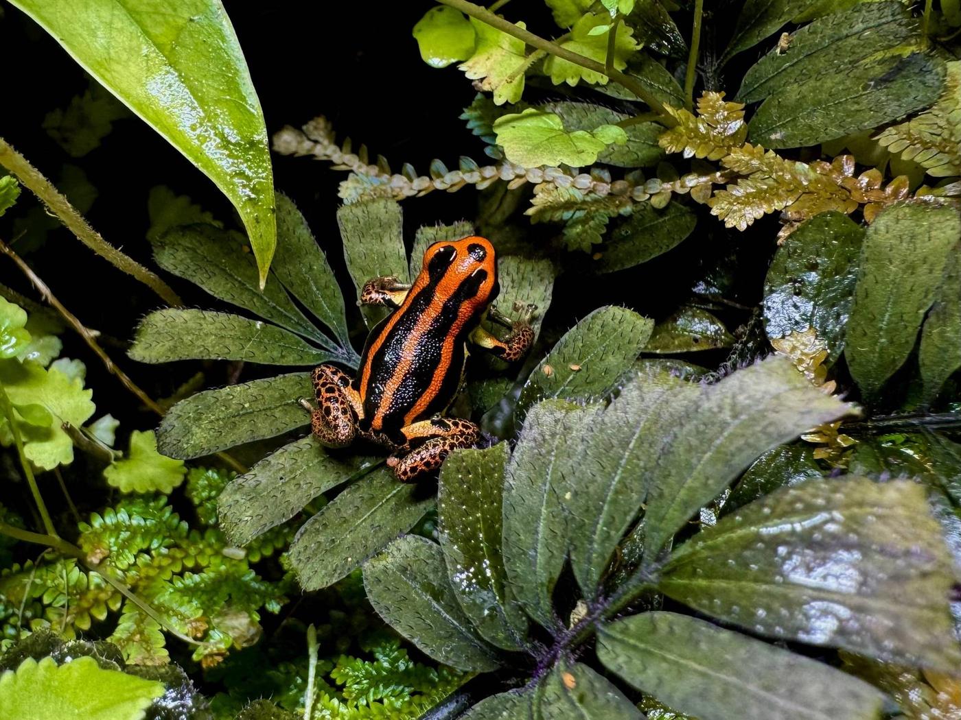 Pfeilgiftfrosch Ranitomeya uakarii "golden" auf einem Blatt