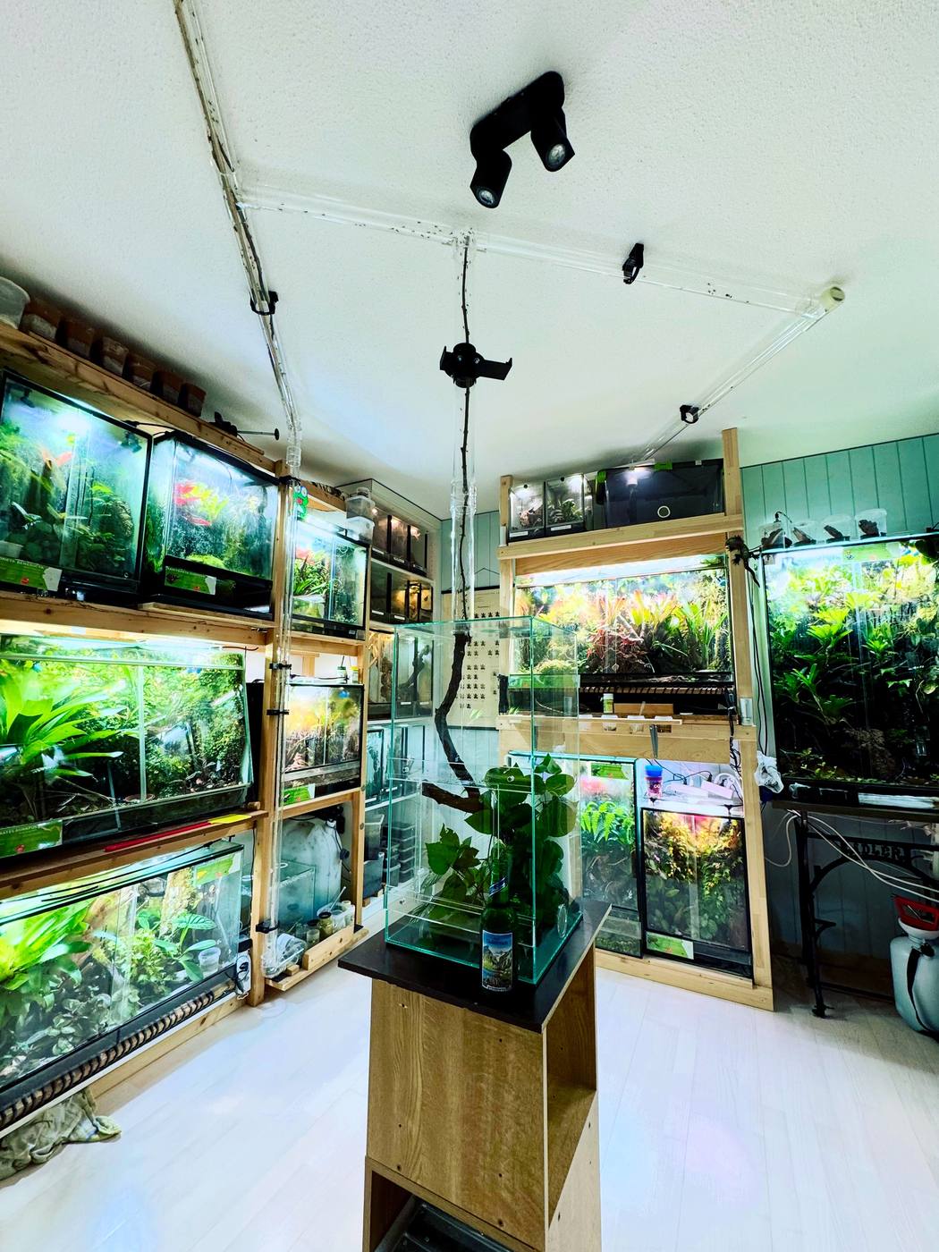 Terrarienraum mit zahlreichen Pfeilgiftfrosch-Terrarien