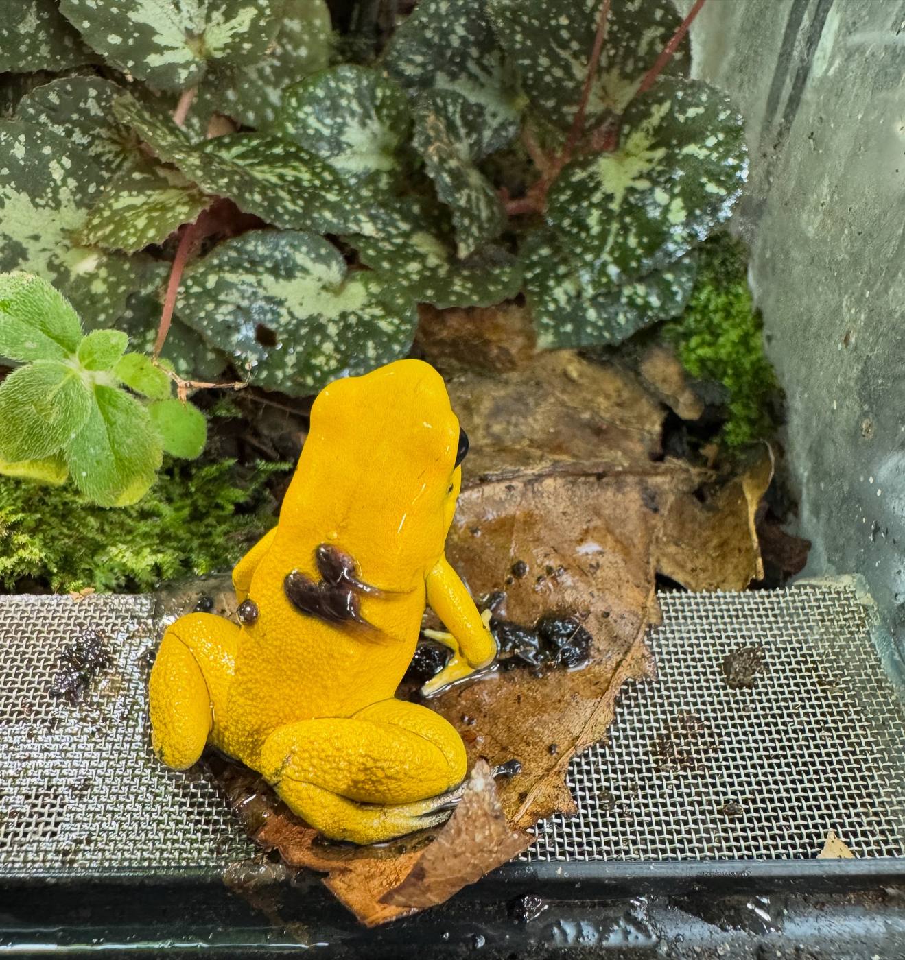 Phyllobates terribilis trägt Kaulquappen auf dem Rücken