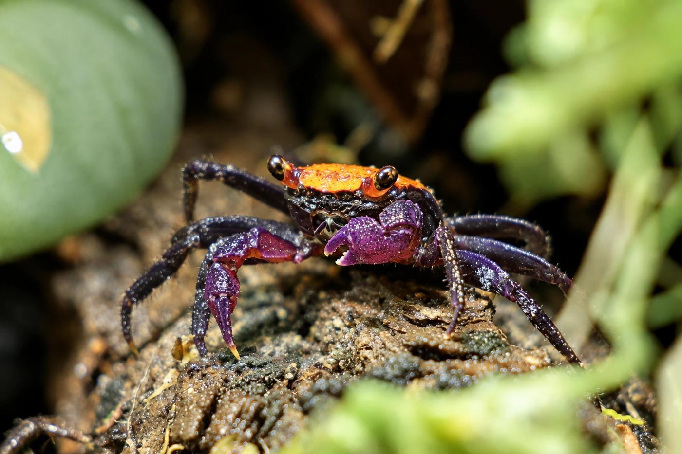 Vampirkrabbe Geosesarma sp. "Halloween"
