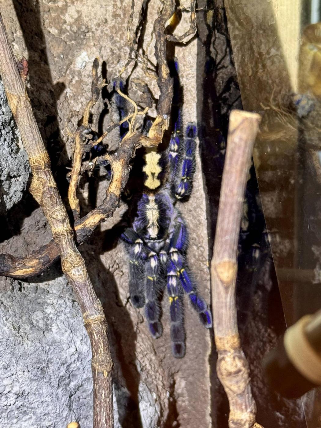 Vogelspinne Poecilotheria metallica im Terrarium