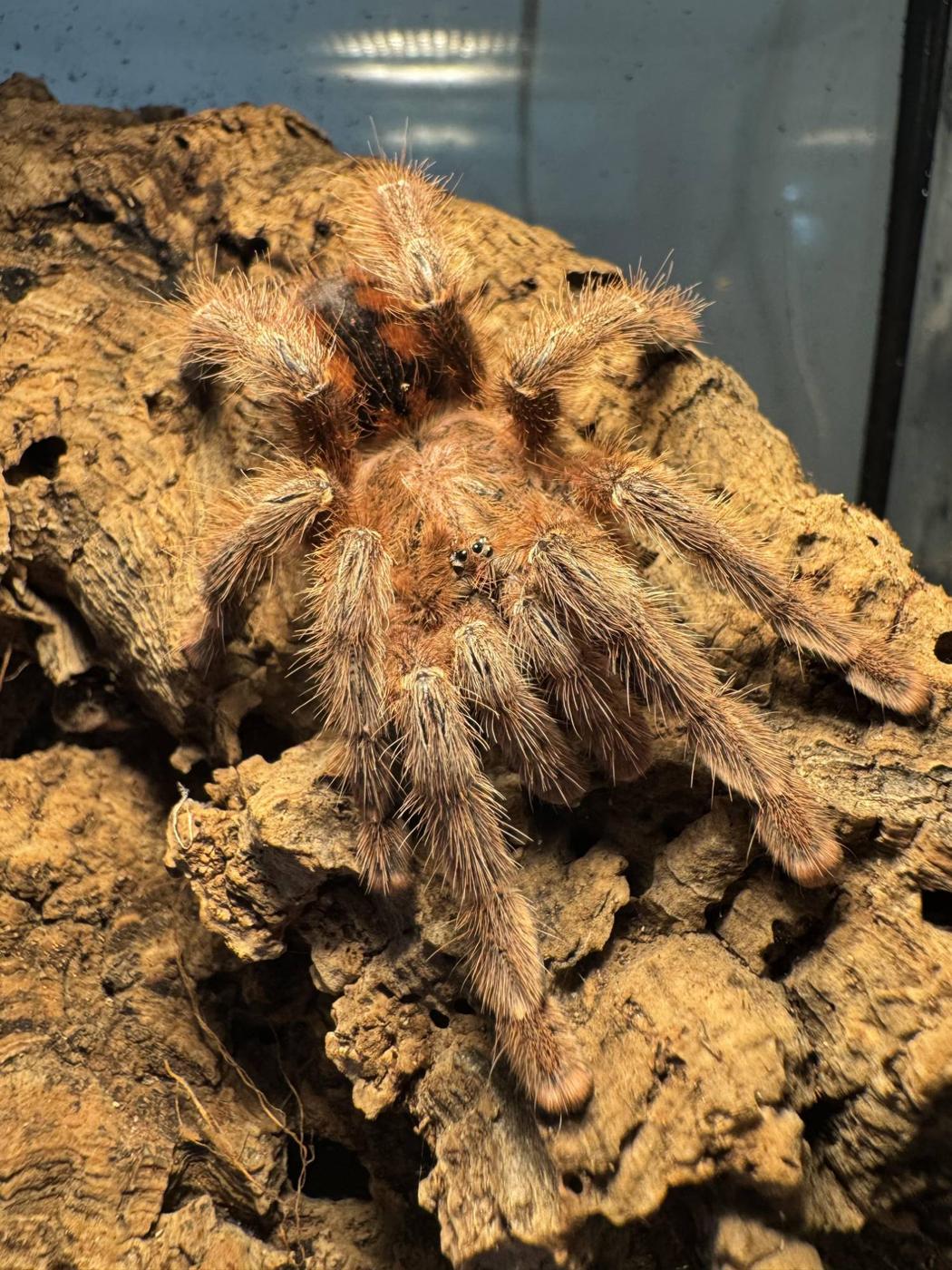 Vogelspinne Avicularia minatrix im Terrarium