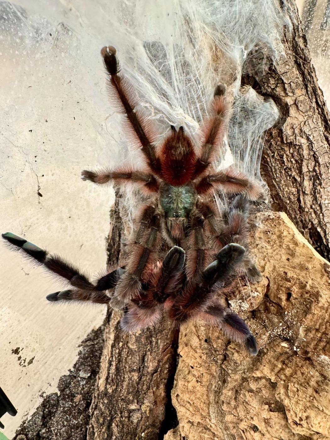 Paarung von Caribena versicolor