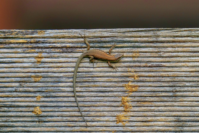 Mauereidechse in unserem Naturgarten