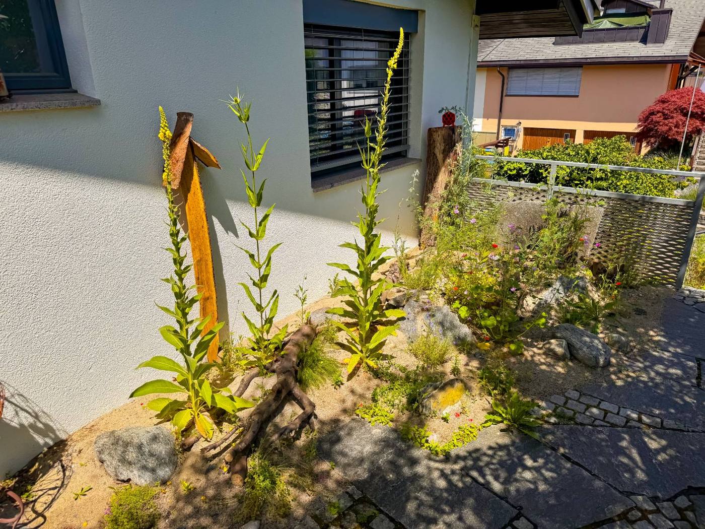 Ruderalfläche mit einheimischen Pflanzen im Naturgarten