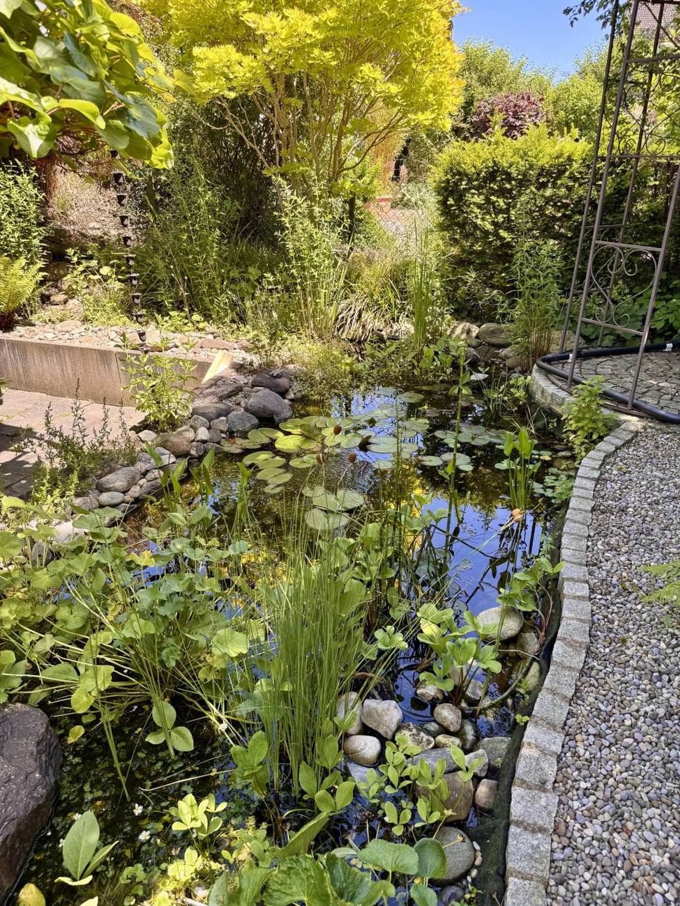Unser Teich im Naturgarten