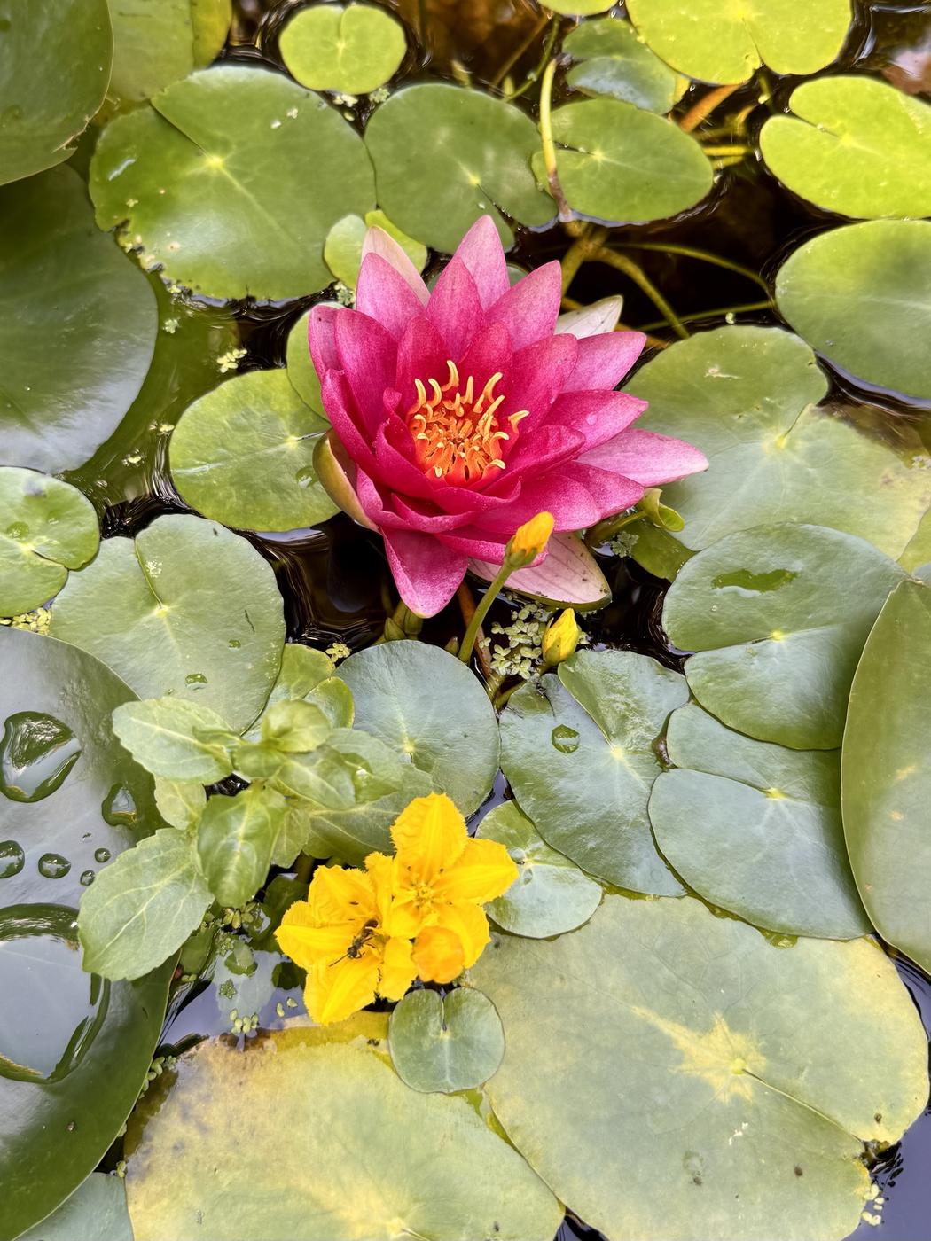 Seerose und Seekanne im Teich