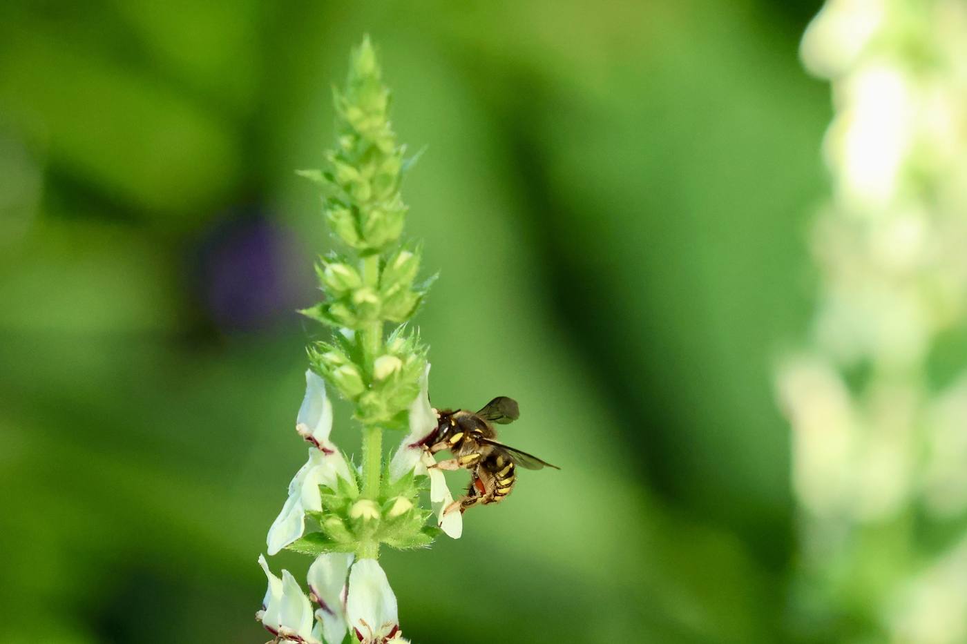 Wollbiene an einer Blüte im Naturgarten