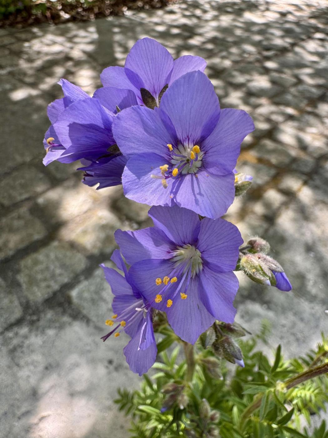 Jakobsleiter im Naturgarten
