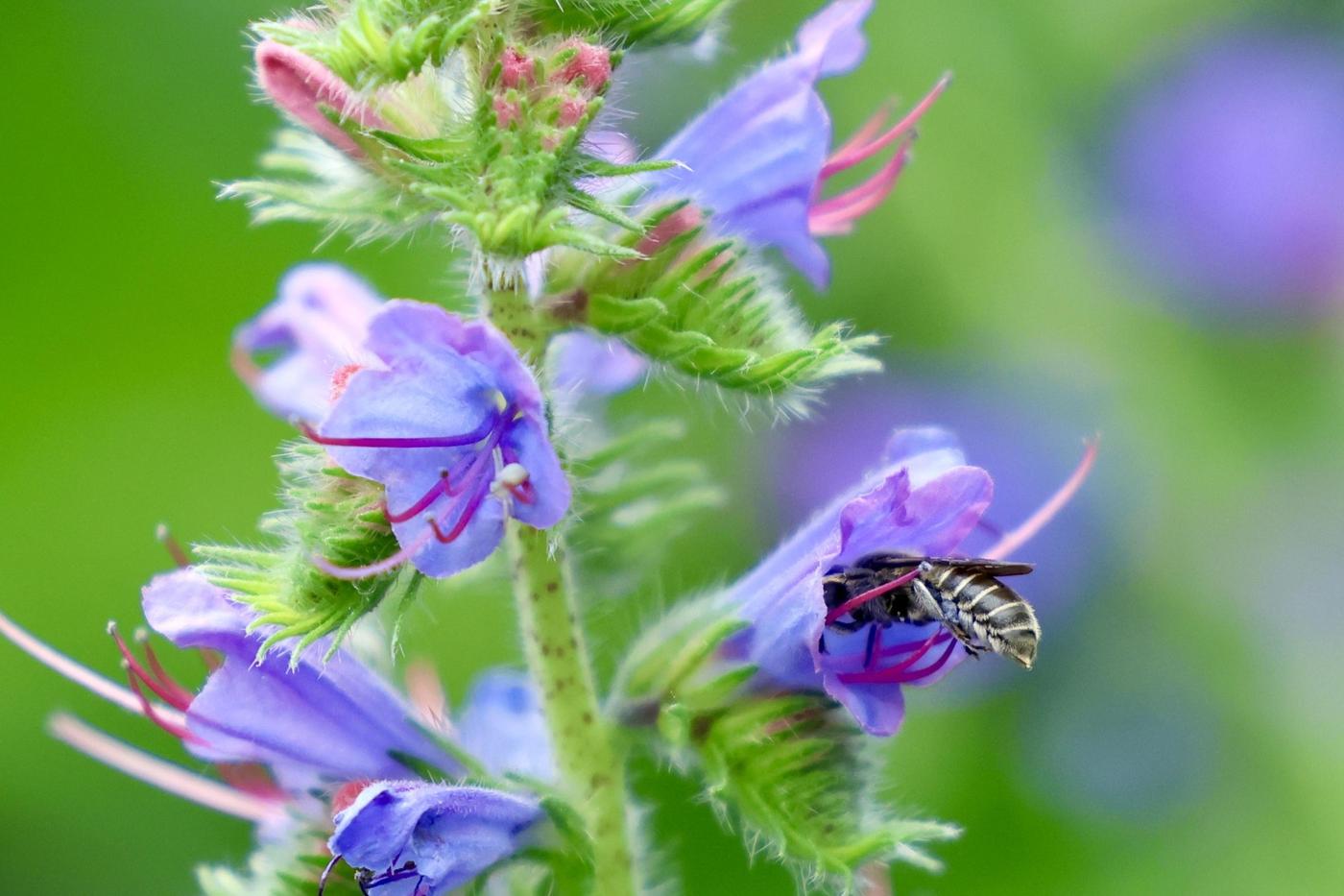 Natternkopfmauerbiene am Natternkopf in unserem Naturgarten