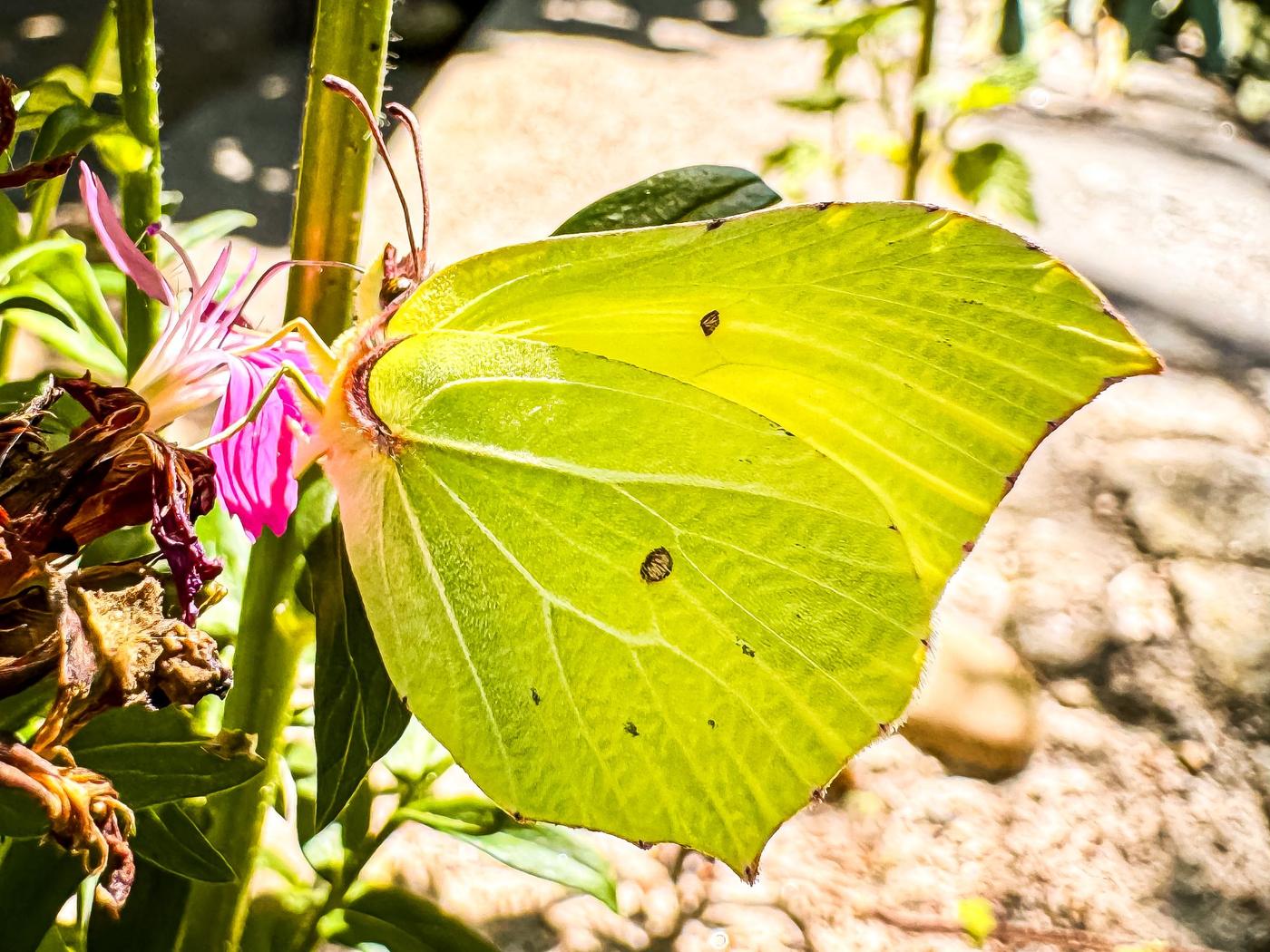 Zitronenfalter auf einer Blüte im Naturgarten