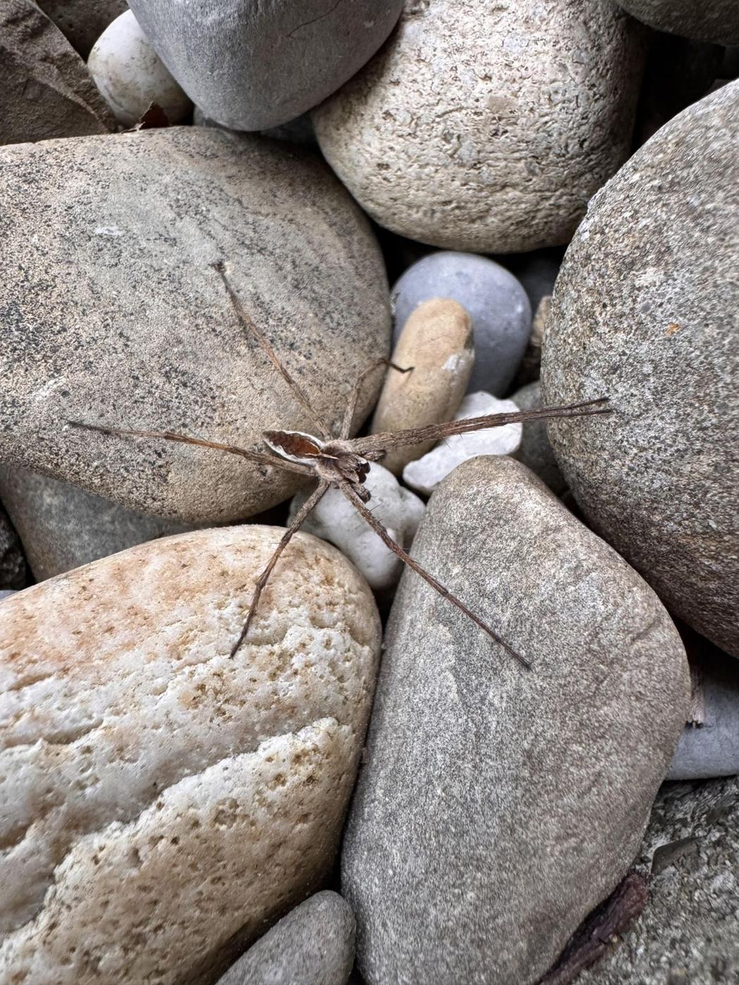 Listspinne zwischen Kieselsteinen im Naturgarten
