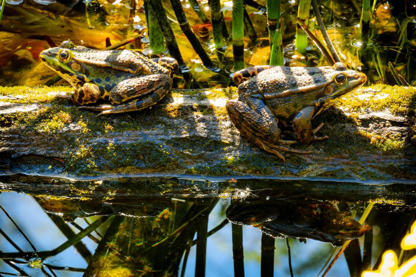 Teichfrösche auf einem Ast im Teich