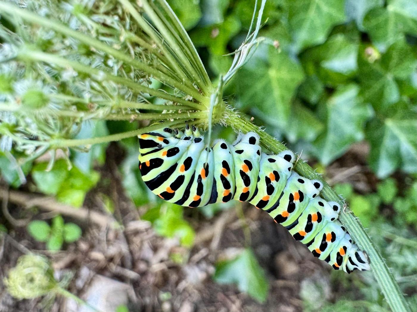 Raupe des Schwalbenschwanzes auf einer Doldenblütlerpflanze