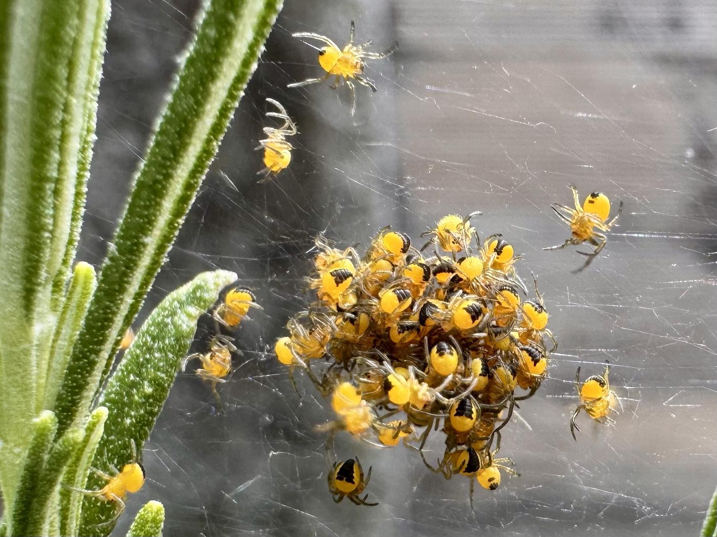Junge Gartenkreuzspinnen im Netz